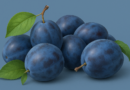 bg-plum