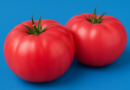 bulgarian-tomatoes bg