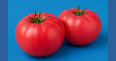 bulgarian-tomatoes bg