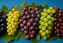 Bulgarian grape varieties
