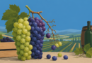 Bulgaria a leader in dessert grapes in the 1960s